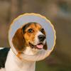 Anti-Chew Cat Elizabethan Collar Adjustable Dog Anti-Bite Collar Cat Protective Collar  Pet Care