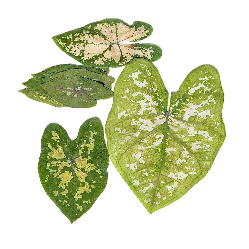Colorful Caladium Powder Splash Dried Flowers & Leaves for DIY Crafts, Teaching, and Epoxy Photo Frames