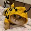 Bee Design Cat Sweatshirt Thickened Winter Pet Clothes Funny Dog Pullover Hoodie  Chihuahua