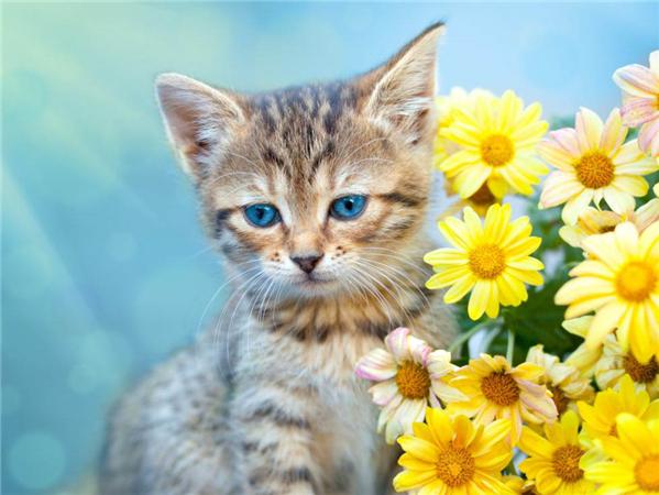 Diy Diamond Painting Bird Home Decor Mosaic Spring Flower Animal Embroidery Handmade Gift Wall Stickers