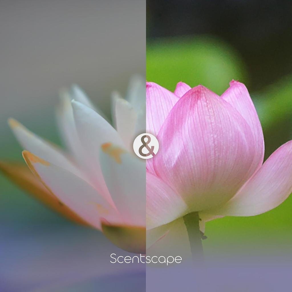 Centscape Lotus Water Lily 30 Pieces &