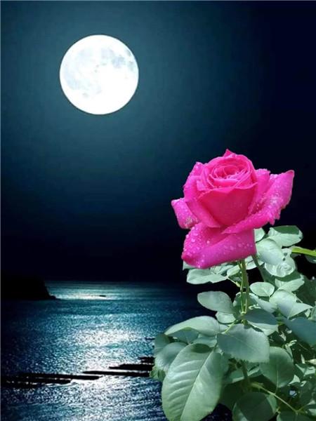 5D DIY Diament Malarstwo Nowy Kwiat Róży Dżetów Diament Haft Sprzedaż Krajobraz Nadmorski Mozaika Wystrój Domu