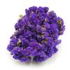 Zatrwian Wrębny - Limonium Sinuatum - Fialový
