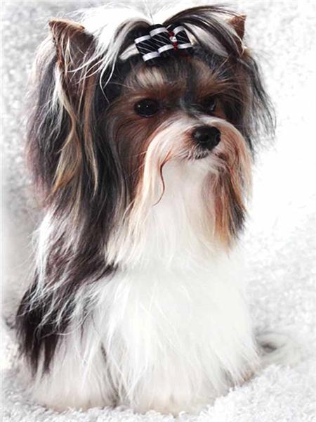 Diamentowe Malowanie Pies Zwierzę Diament Haft Yorkshire Terrier Mozaika Dekoracja Malowanie Diamentami