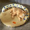 Dog Mat Cooling Bed Bedding for Dogs Big Cushion Beds Cats Fluffy Pet Supplies Small Bad Large Medium Accessories Puppy Sofa