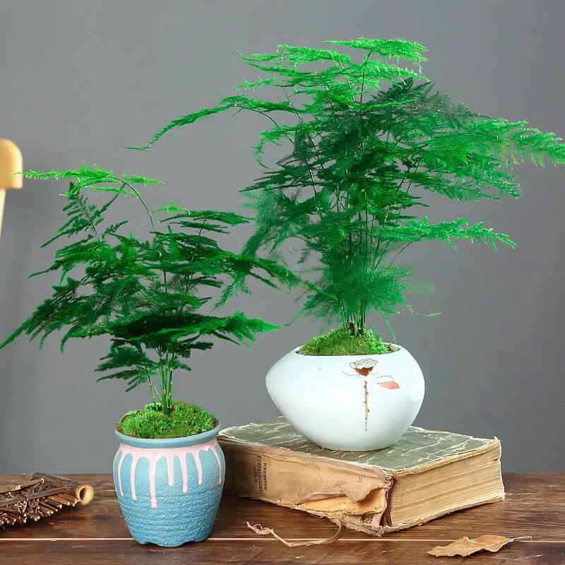 Asparagus Fern Indoor Plant: Air-Purifying, Evergreen, Hydroponic Bonsai for Office or Home