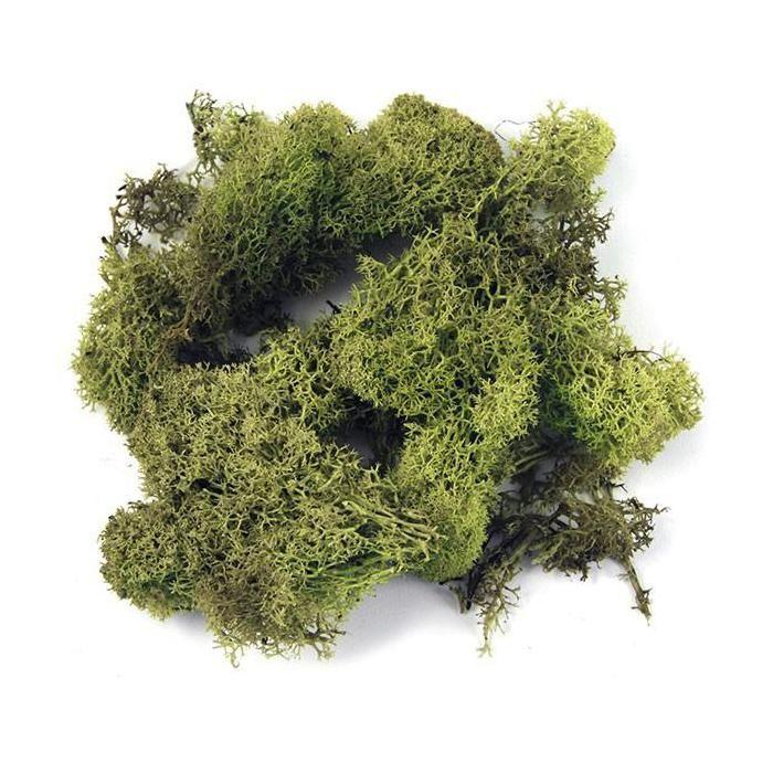 Mousse d'Islande, vert clair