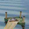 Reptile – Terarii pentru reptile