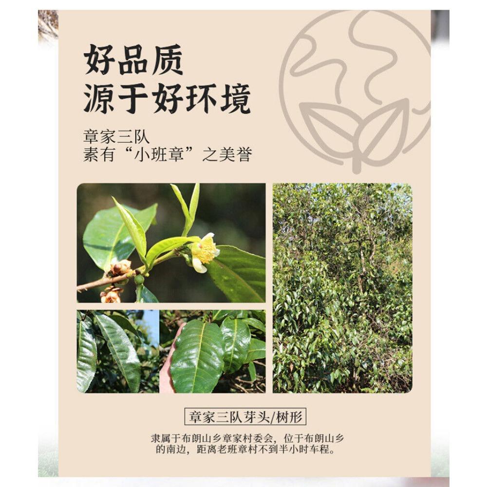 Bulang Berühmter Berggealterter Baum 500g Haiwan Zhang Jia San Dui Puer Tee