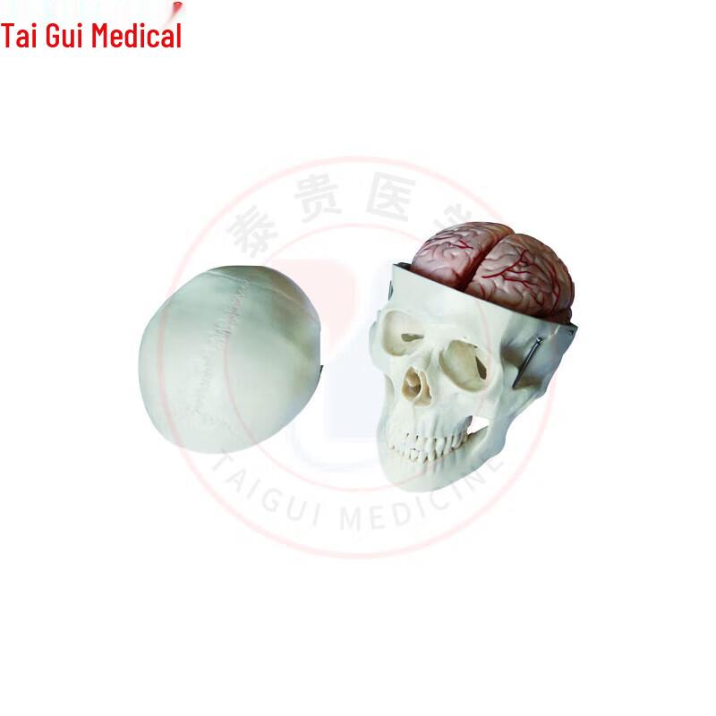 Taigui Medical Anatomical Models
