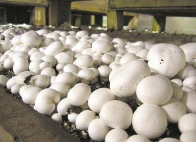 Mycelium of Button Mushrooms Mushroom Growing Kit