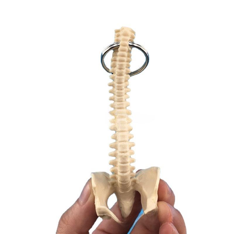 Miniaturní klíčenka lidské páteře - Model kostry bederních obratlů