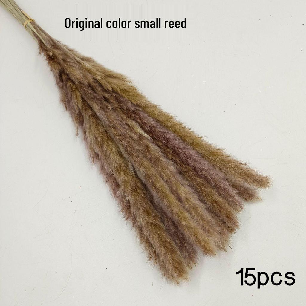 Whisk Rabbit Tail Grass Dried Flower Bouquet - Natural Pampas Grass & Small Reed