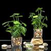 Artificial Potted Plants, Set of 4 Faux Tabletop Greenery with Clear Glass Pots and Cobblestones, Included Artificial Taro