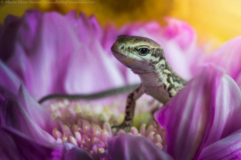 LAOWA 60mm Macro Lens for Canon Cameras F2.8 APS-C (LAO0001)