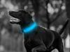 Light-Up Collar 45-52cm Blue (240) Gab_A