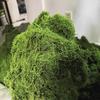 Preserved Moss Landscape: Greenery for Weddings, Terrariums, and Bonsai