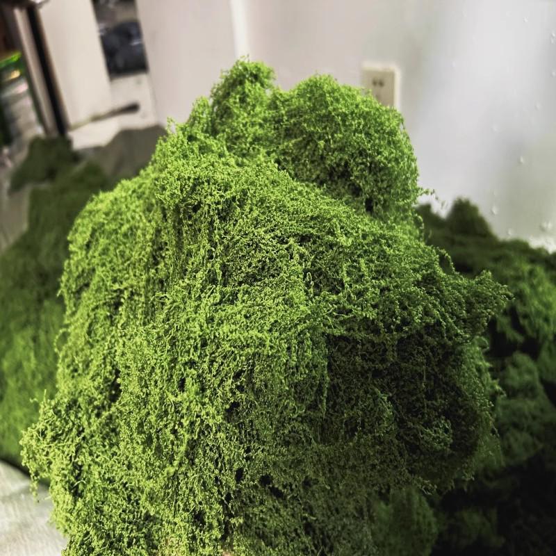 Preserved Moss Landscape: Greenery for Weddings, Terrariums, and Bonsai