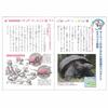 Showa Note Doraemon Study B5 12 with Cross Notebook, Size, Japanese, Squares, Leader, 5-Pack KL-95