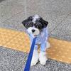 Fashion Pet Rain Coat for Dogs Waterproof Impermeable Full‑Body Raincoat Rain Cape Dog Clothing