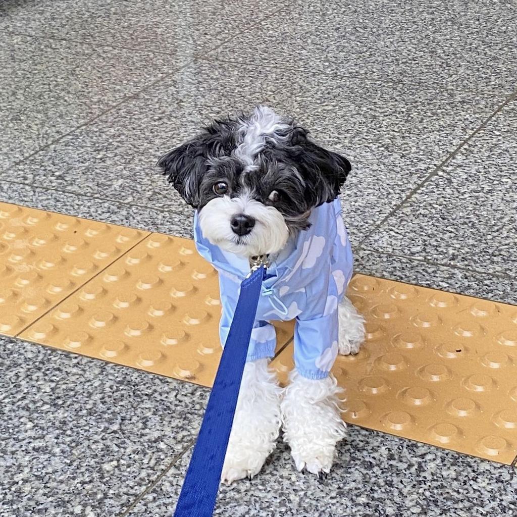 Fashion Pet Rain Coat for Dogs Waterproof Impermeable Full‑Body Raincoat Rain Cape Dog Clothing