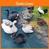 Bird Model Collection Featuring Greenheaded Duck And Gray Duck For Home Decor And Educational Use