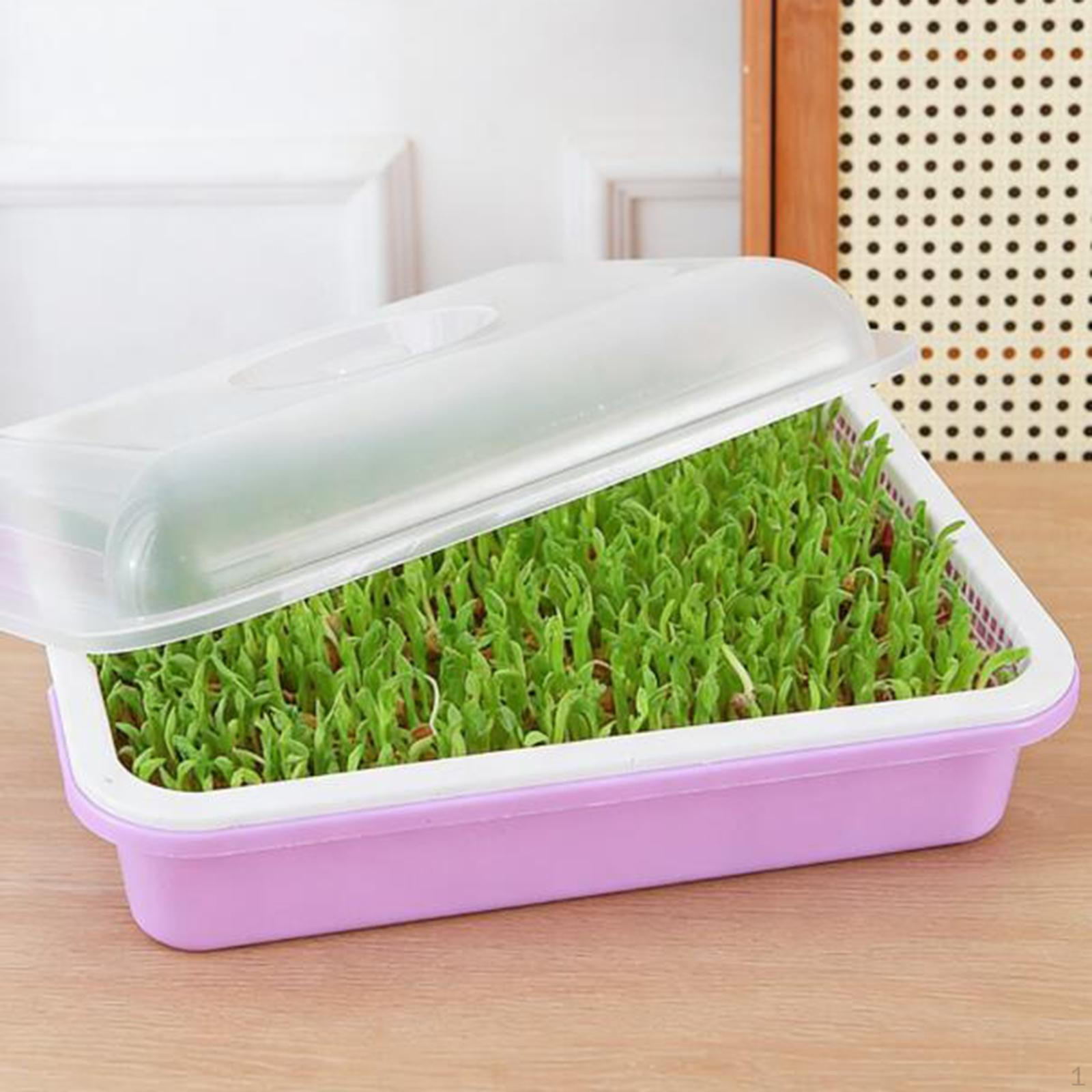 Tray Growing for Seedling Indoor Gardening