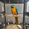 Bite Resistant Parrot Wooden Swing Non-slip Suspension Bridges Parrot Play Stand Sliding Chain Bird Standing Perch