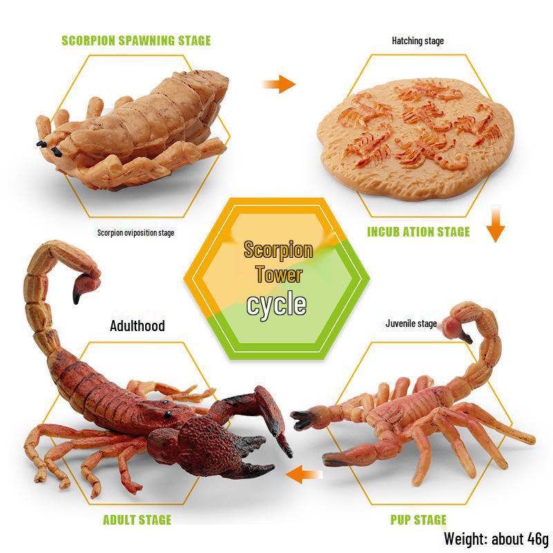 Animal Growth Cycle Models: Chicken, Duck, Goose, Butterfly, Turtle, Frog Montessori Teaching Figurines