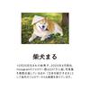 New Japan Calendar 2026 Wall Small Shiba Inu Maru NK4010 Calendar,