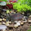 Vinyl Simulation Turtle Realistic Turtle Model Decorative Artificial Tortoise  For Aquarium