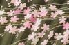 Matsumi Koge Folding Cherry 131016 Asahi-o Fan, Blossom, Black-Brown,