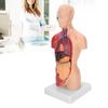 28cm Human Torso Model Detachable Internal Organs Teaching Anatomical Assembly Model