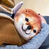 Cartoon Shiba Inu Dog Abstract Toy PP Cotton Shield Dog Plush Keychain  Birthday Gift