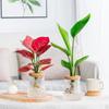 Transparent Hydroponic Vase Automatic Water Absorption Plant Pot For Home & Office