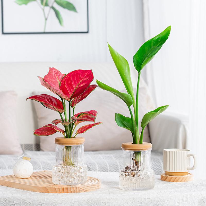 Transparent Hydroponic Vase Automatic Water Absorption Plant Pot For Home & Office