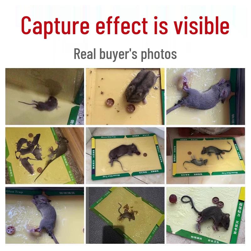 Non-Toxic Sticky Mouse Trap: Pest Control Sticker & Catcher