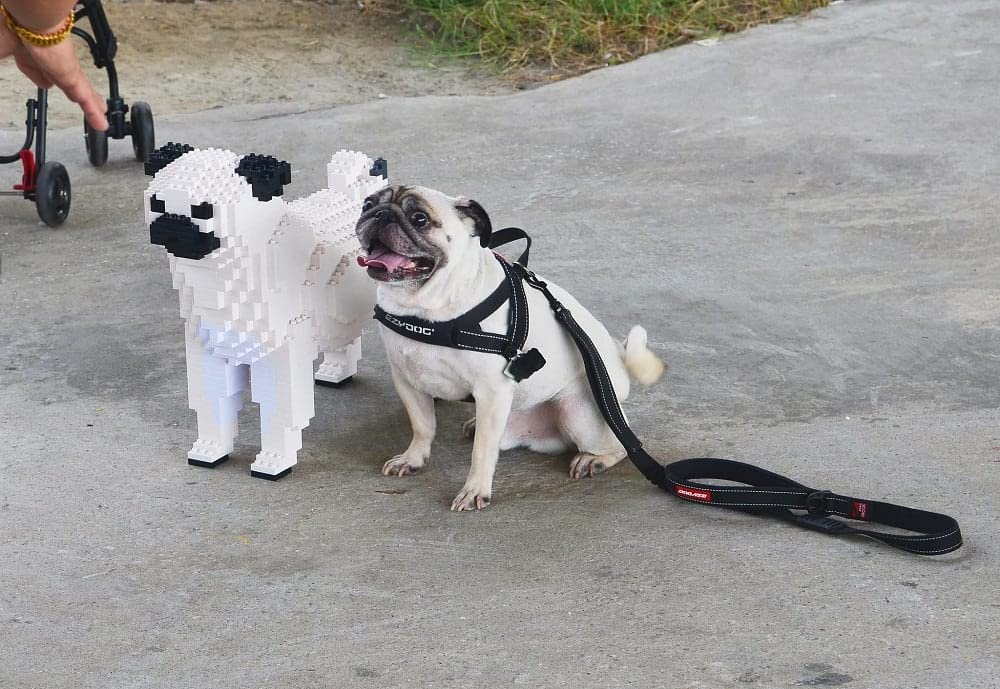 JEKCA Jekkablock Pug Ivory 01S-M03