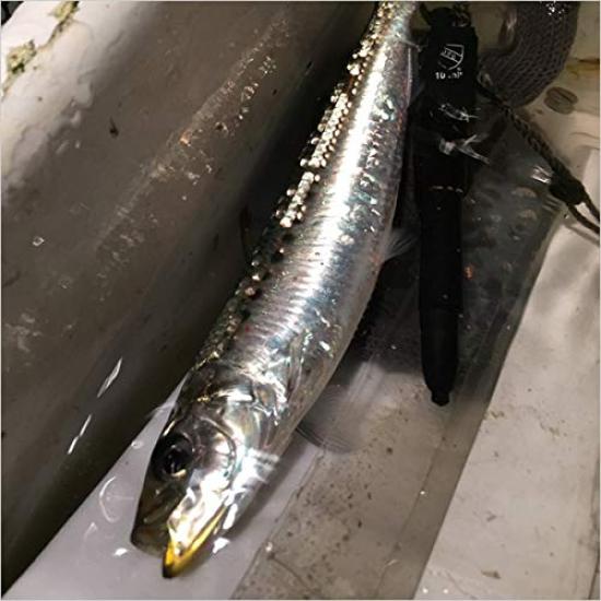 Shimano Lure Ocea Special Order Hiramasa 145F 006 Kyorin Katakuchi (SHIMANO) OT-145K
