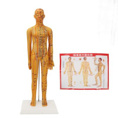 20,9 Zoll Akupunktur-weibliches Modell, hochauflösendes, klares chinesisches Akupunkturmodell des menschlichen Körpers für
