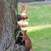 Cute Bird Feeder Resin Art Statue Creative Squirrel Tree Hanging  Micro Landscape