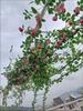 Artificial Rose Vine Wall Hanging for Indoor Decoration