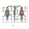 Muscular System Posters Anatomy Chart Human Body Canvas Painting Print Wall Art School Medical Educational Supplies