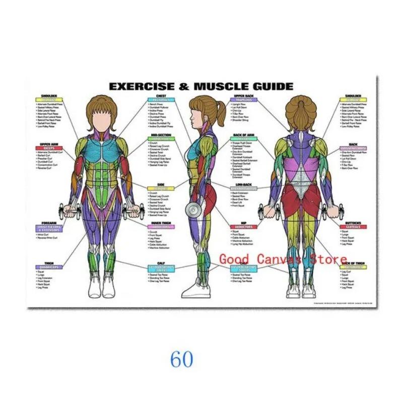 Muscular System Posters Anatomy Chart Human Body Canvas Painting Print Wall Art School Medical Educational Supplies
