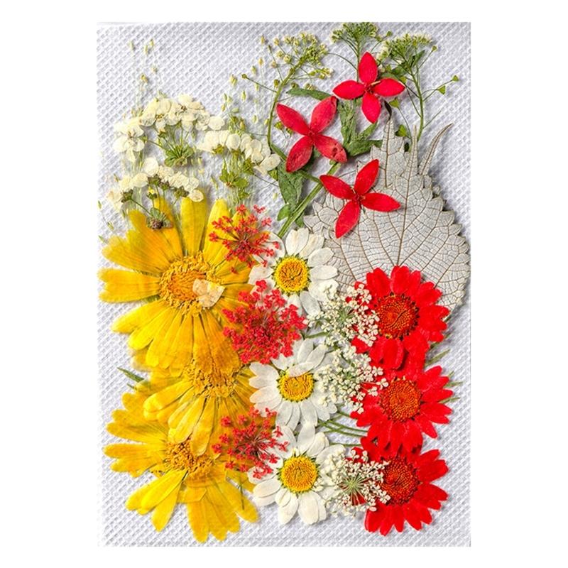 Colorful Real Dry Herbs Set Assorted Dried Flower Bundle Pressed Flower for Creative Scrapbook and Decors