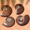 Collectibles Crystal Natural Iridescent Ammonite Specimen Fossil Ammolite Facet Madagascar Stone