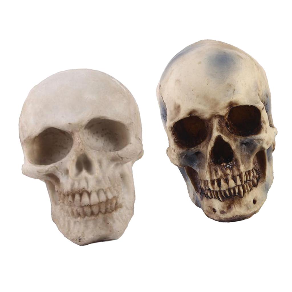 2pcs Resin Tabletop Skeleton Model Dispaly Props