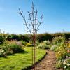 Garden Climbing Support Stake in Iron, Branch Look Metal Frame 25 x 70 cm for Flower Growth, Container Display and Outdoor Home Use
