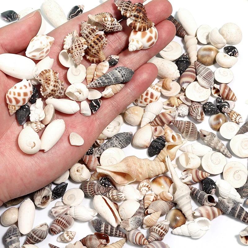 1 Box Sea Shells Spiral Shell Tiny Ocean Spiral Seashells Crafts Aquarium Decoration Landscaping Accessories Photography Props