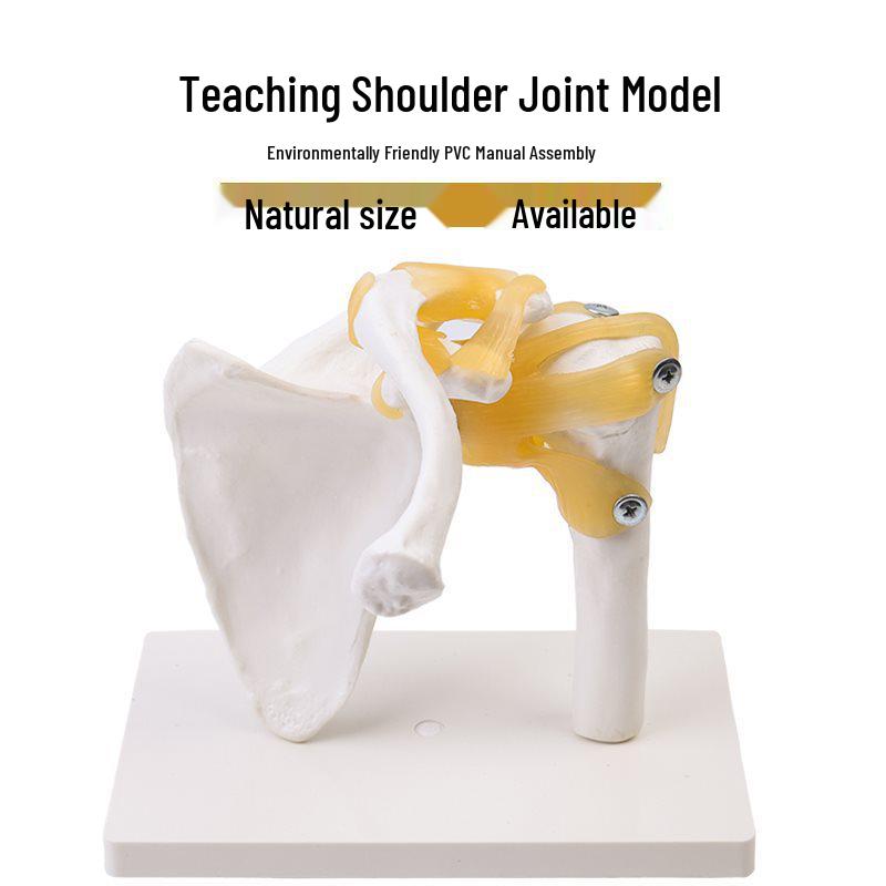 Movable Skeleton Model: Human Knee, Shoulder, Elbow, Wrist, Ankle, and Hip Joint Function